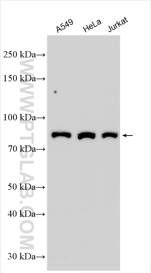 WB analysis using 10253-2-AP