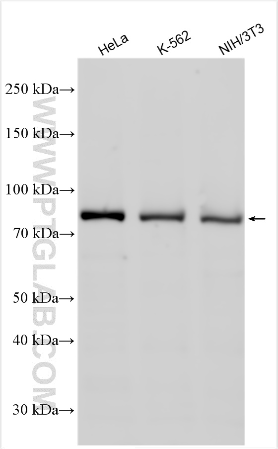 WB analysis using 51076-2-AP