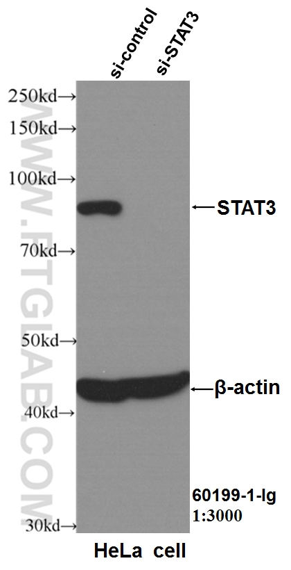 WB analysis of HeLa using 60199-1-Ig