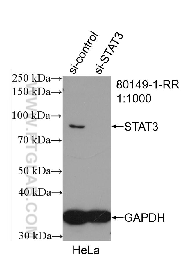 WB analysis of HeLa using 80149-1-RR