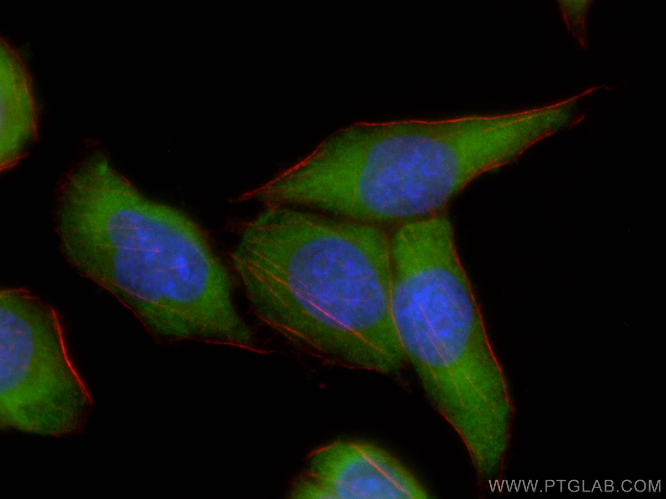 IF Staining of L02 using CL488-60199