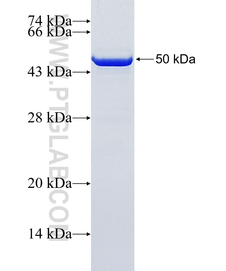 STAT3 fusion protein Ag0360 SDS-PAGE