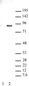STAT3 phospho Tyr705 pAb tested by Western blot. Hep G2 nuclear extract (15 ug per lane) was probed with STAT3 phospho Tyr705 polyclonal antibody (1:2,000). Lane 1: No treatment. Lane 2: cells stimulated with IL-6 (100 ng/ml for 15 minutes at 37°C).