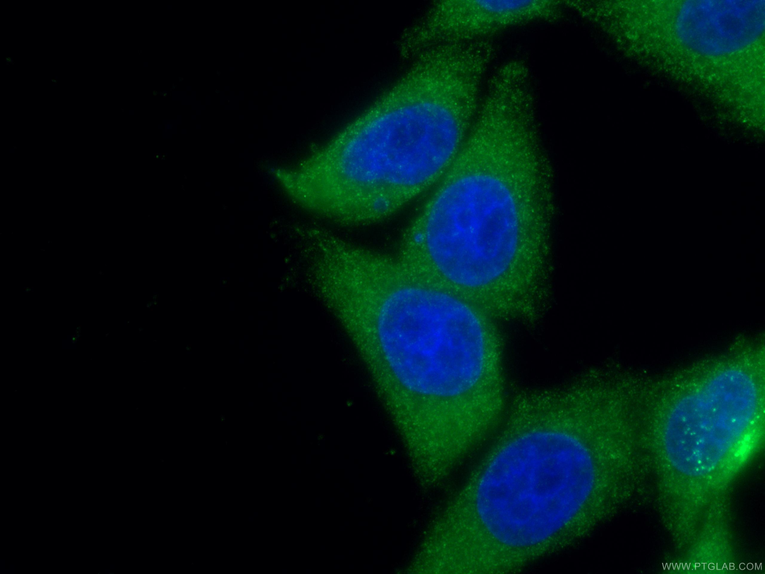 IF Staining of HepG2 using 67568-2-Ig