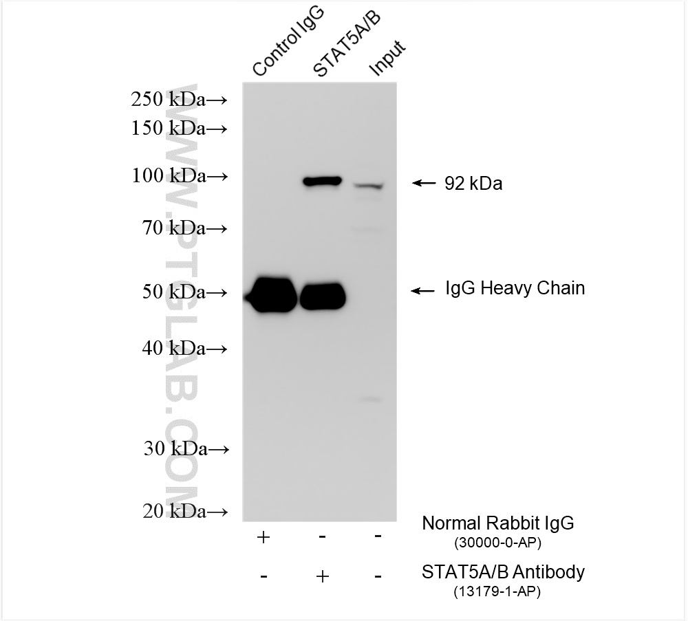 IP experiment of 3T3-L1 using 13179-1-AP