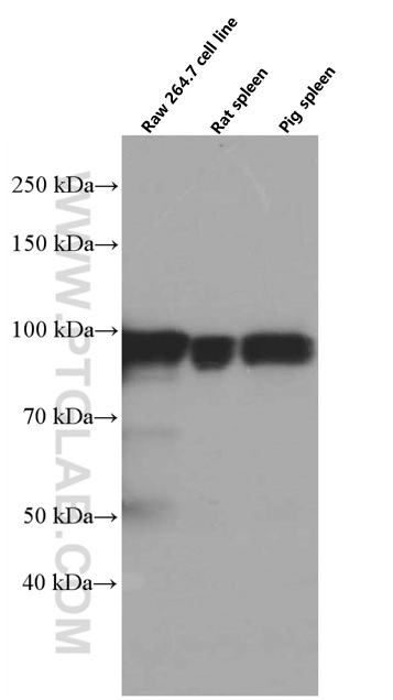 WB analysis using 66459-1-Ig