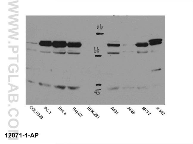 STAT5A/B Polyclonal antibody