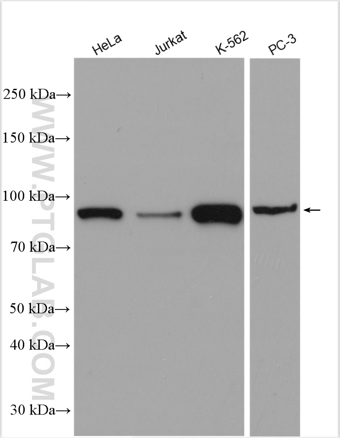 WB analysis using 51072-2-AP