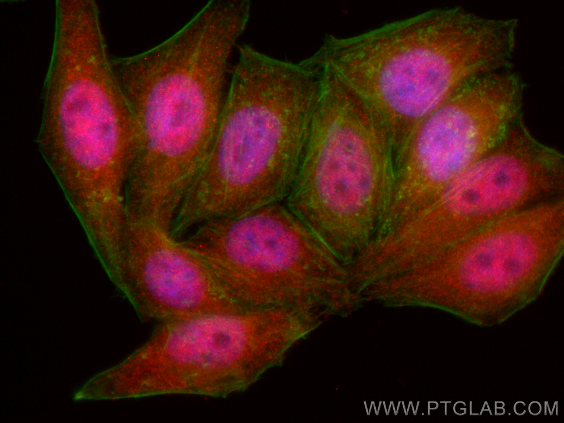 IF Staining of HepG2 using CL594-66427