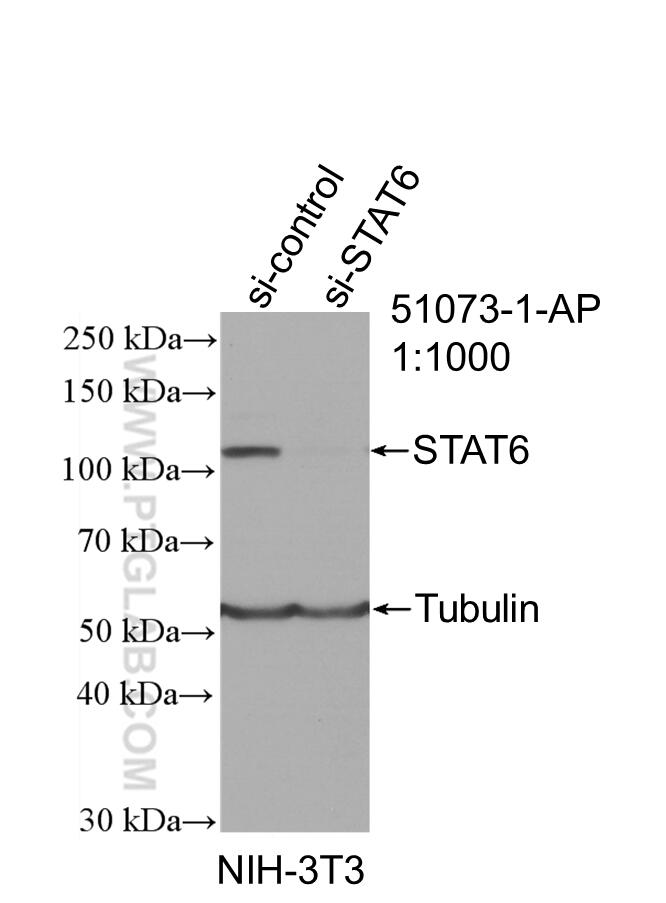 WB analysis of NIH/3T3 using 51073-1-AP