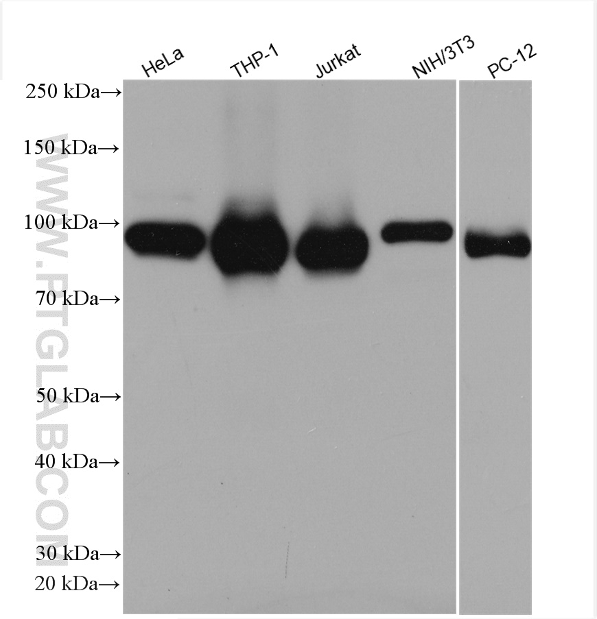 WB analysis using 51073-1-AP