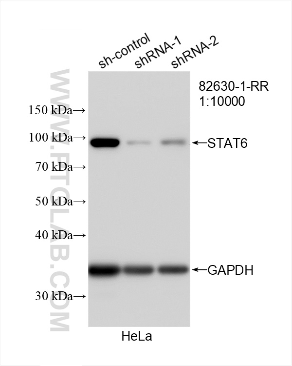 WB analysis of HeLa using 82630-1-RR