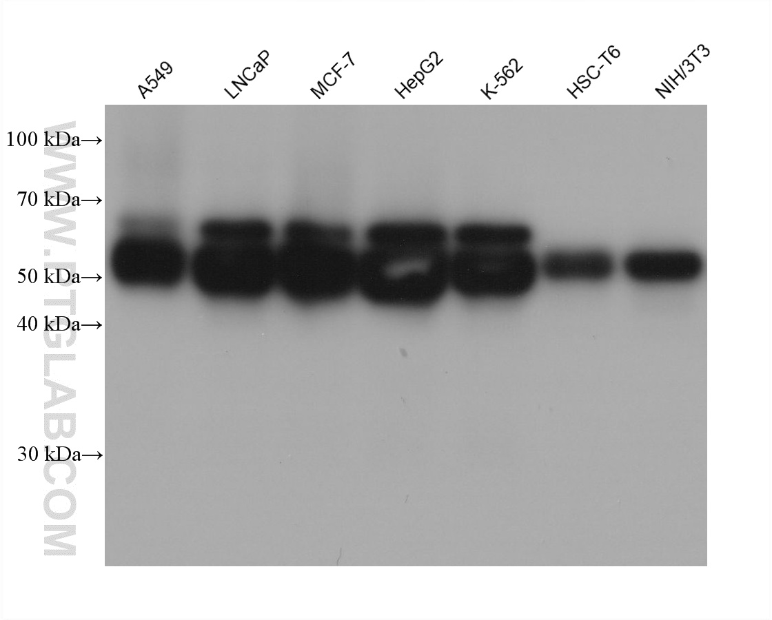 Various lysates were subjected to SDS PAGE followed by western blot with <a class='green' href='/productredirect?CatalogNo=61024-1-Ig' target='_blank'>61024-1-Ig</a> (STAU1 antibody) at dilution of 1:10000 incubated at room temperature for 1.5 hours. This data was developed using the same antibody clone with 61024-1-PBS in a different storage buffer formulation. WB analysis using 61024-1-Ig (same clone as 61024-1-PBS)