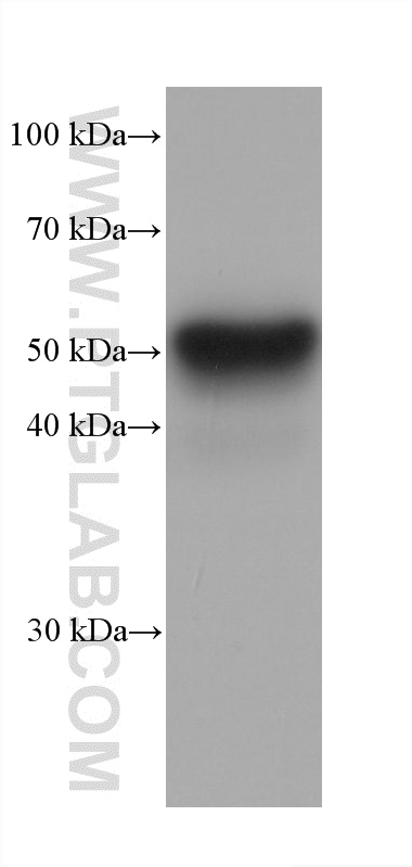 rabbit liver tissue were subjected to SDS PAGE followed by western blot with <a class='green' href='/productredirect?CatalogNo=61024-1-Ig' target='_blank'>61024-1-Ig</a> (STAU1 antibody) at dilution of 1:10000 incubated at room temperature for 1.5 hours. This data was developed using the same antibody clone with 61024-1-PBS in a different storage buffer formulation. WB analysis of rabbit liver using 61024-1-Ig (same clone as 61024-1-PBS)