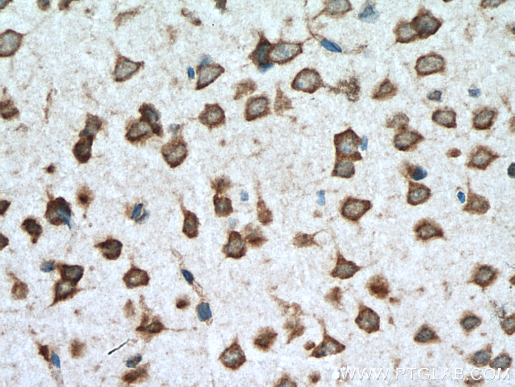 IHC staining of mouse brain using 15998-1-AP