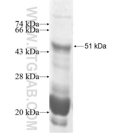 STC1 fusion protein Ag3980 SDS-PAGE STC1 fusion protein Ag3980 SDS-PAGE