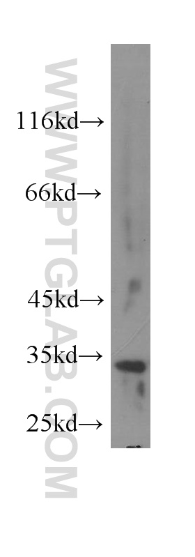 WB analysis of HEK-293 using 60063-1-Ig (same clone as 60063-1-PBS)