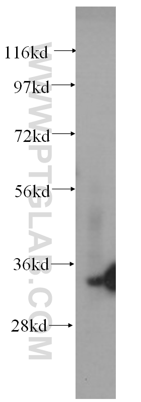 WB analysis of HEK-293 using 60063-1-Ig (same clone as 60063-1-PBS)