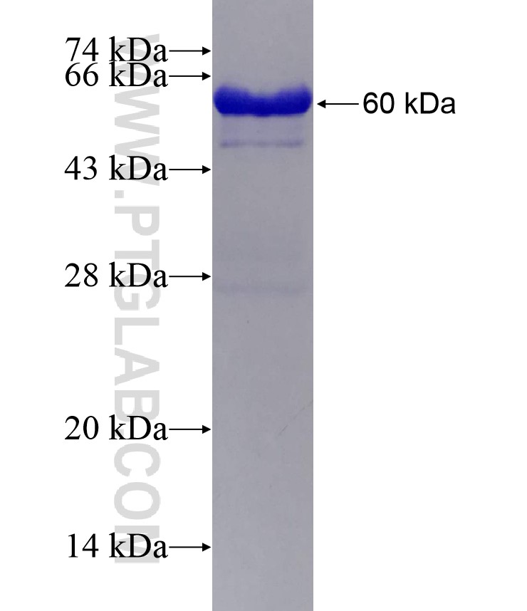 STC2 fusion protein Ag0359 SDS-PAGE
