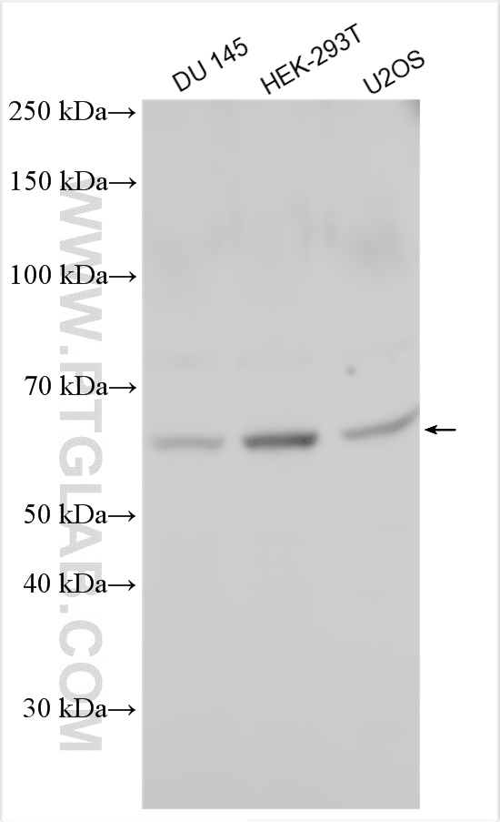 WB analysis using 24804-1-AP