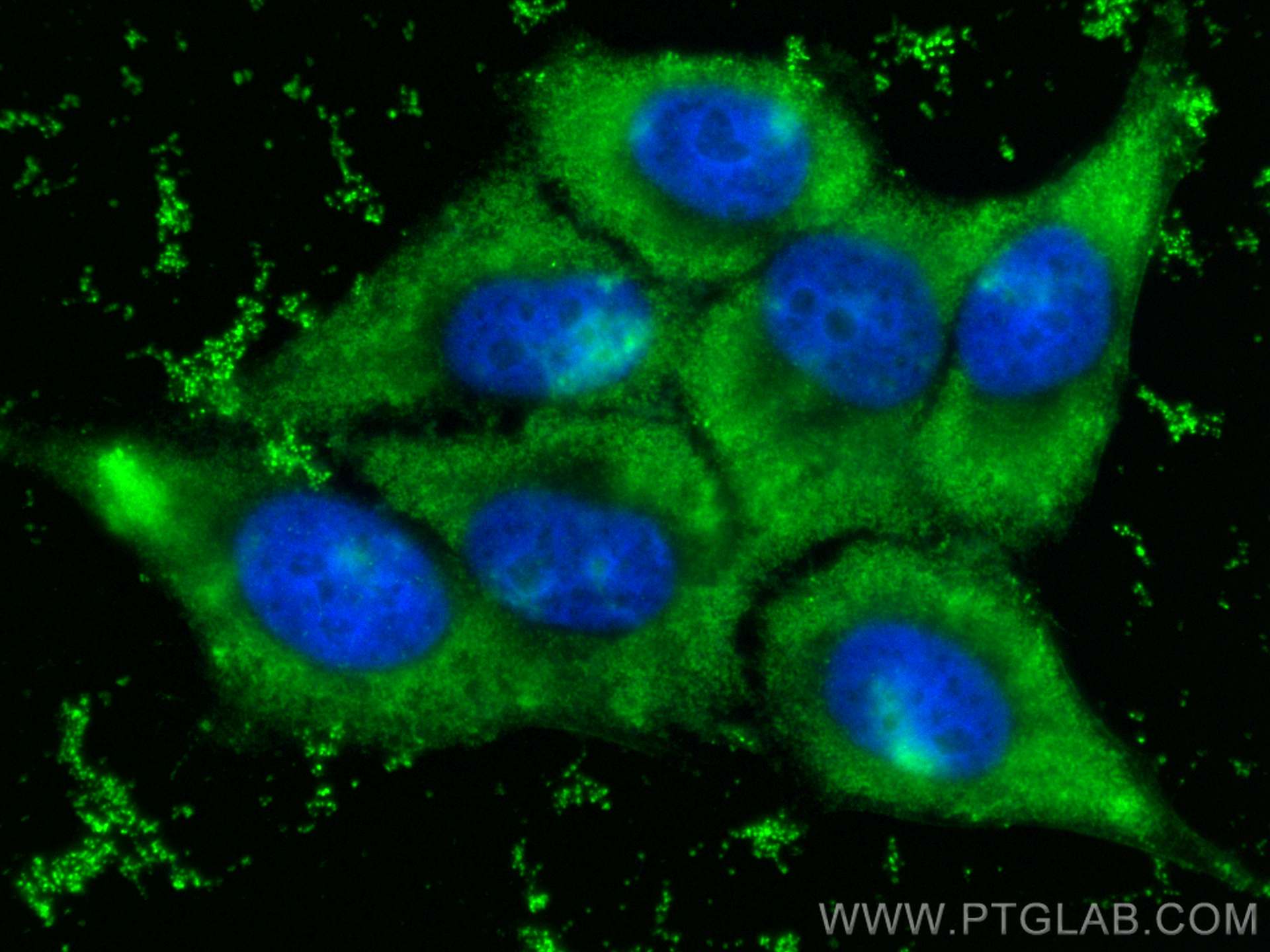 IF Staining of HepG2 using 28478-1-AP