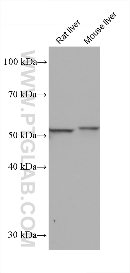 WB analysis using 68465-1-Ig