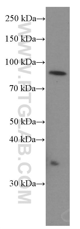 WB analysis of K-562 using 66189-1-Ig