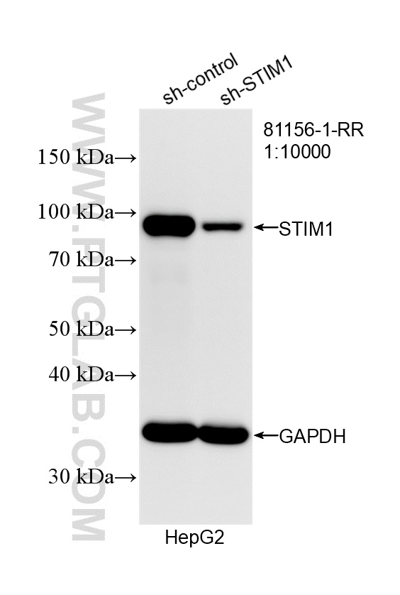 WB analysis of HepG2 using 81156-1-RR WB analysis of HepG2 using 81156-1-RR