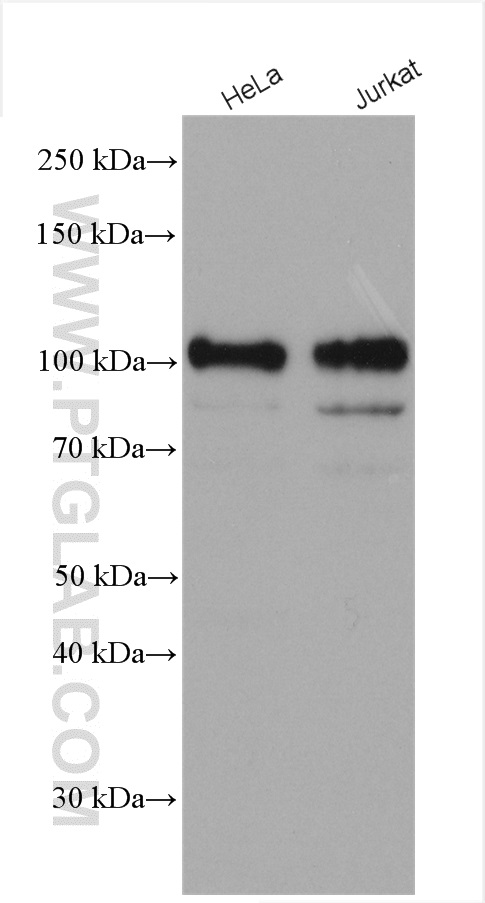 WB analysis using 21192-1-AP