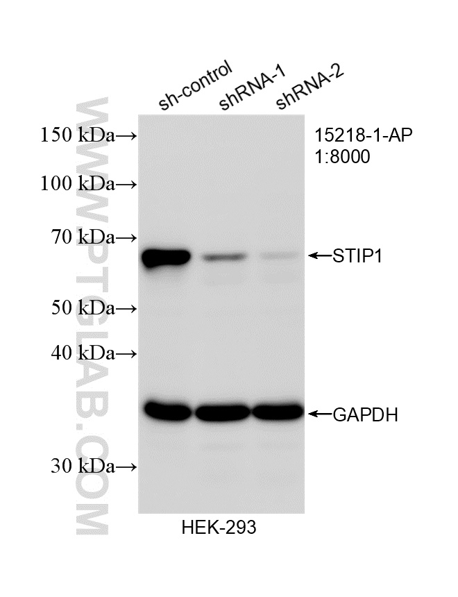 WB analysis of HEK-293 using 15218-1-AP