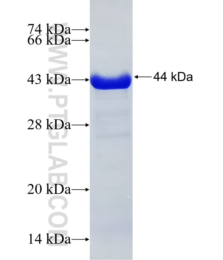 STIP1 fusion protein Ag7851 SDS-PAGE