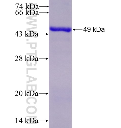 STK11 fusion protein Ag13436 SDS-PAGE
