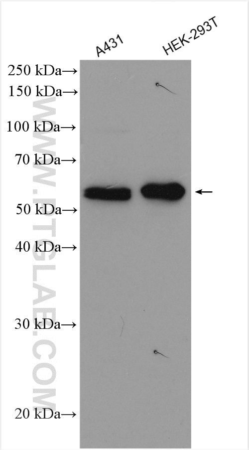 WB analysis using 29323-1-AP