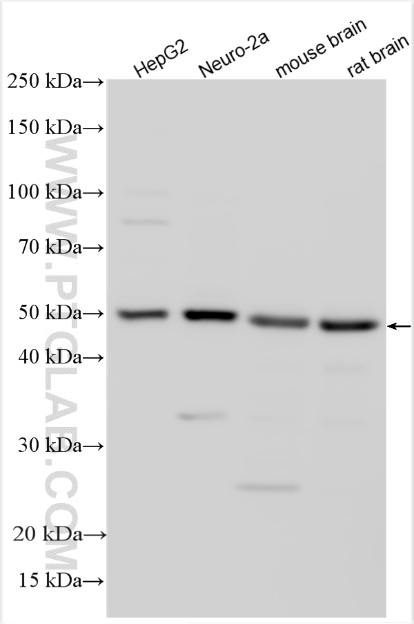 WB analysis using 25821-1-AP