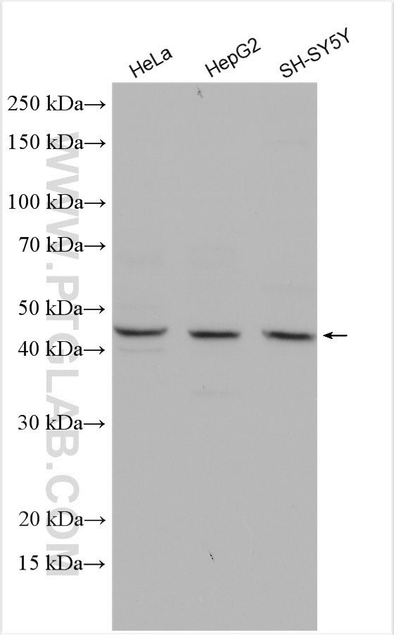 WB analysis using 15438-1-AP