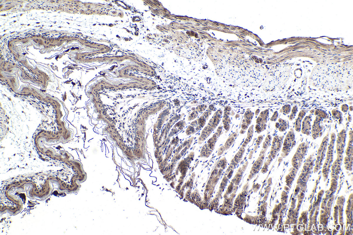 IHC staining of mouse stomach using 12559-1-AP (same clone as 12559-1-PBS)