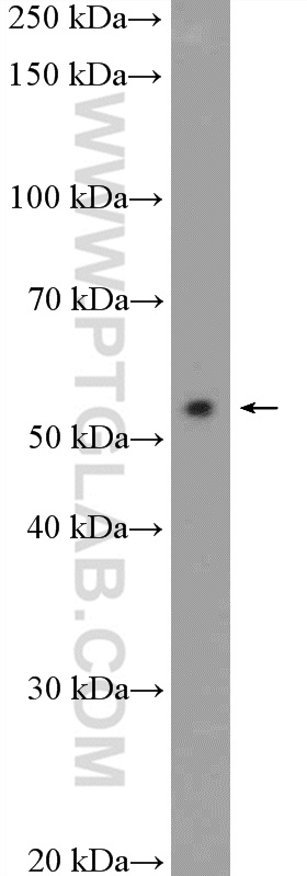 WB analysis of MCF-7 using 55335-1-AP