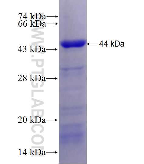 STK38 fusion protein Ag27873 SDS-PAGE
