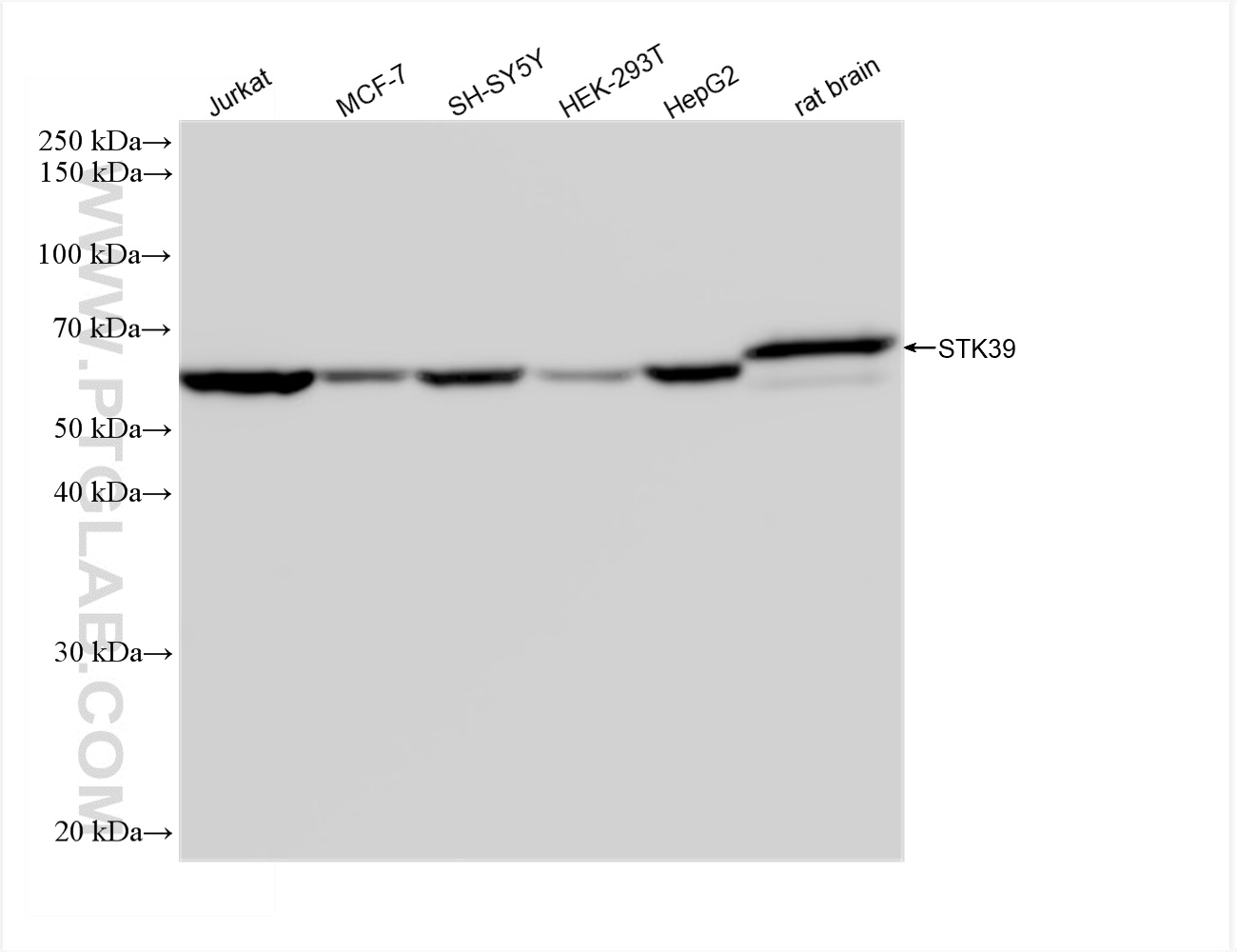 WB analysis using 83081-2-RR (same clone as 83081-2-PBS)
