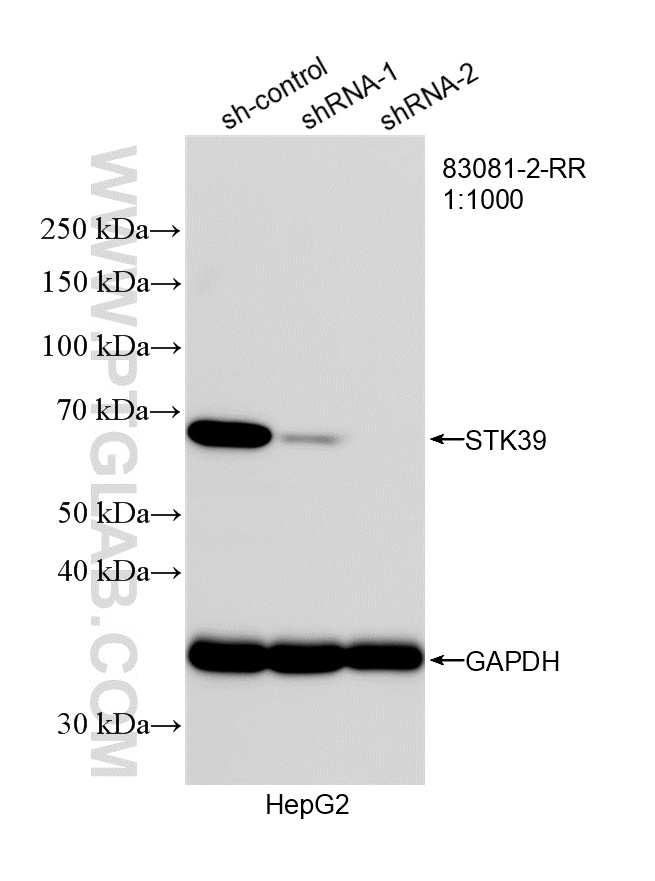WB result of STK39 antibody (<a class='green' href='/productredirect?CatalogNo=83081-2-RR' target='_blank'>83081-2-RR</a>; 1:1000; incubated at room temperature for 1.5 hours) with sh-Control and sh-STK39 transfected HepG2 cells. This data was developed using the same antibody clone with 83081-2-PBS in a different storage buffer formulation. WB analysis of HepG2 using 83081-2-RR (same clone as 83081-2-PBS)