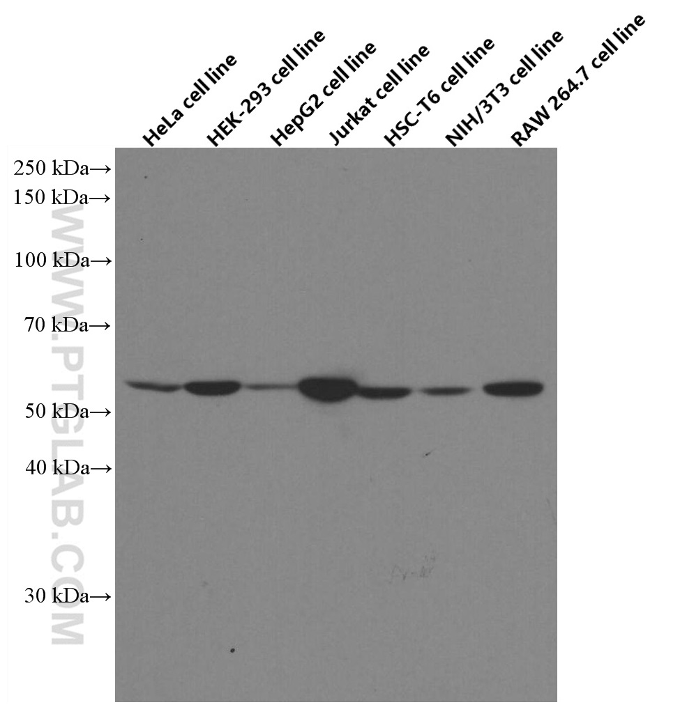 WB analysis using 66663-1-Ig