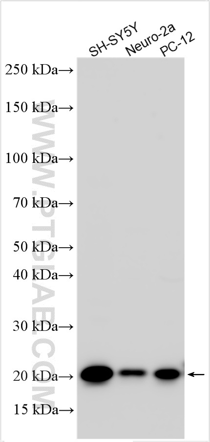 Various lysates were subjected to SDS PAGE followed by western blot with 10586-1-AP (STMN2 antibody) at dilution of 1:20000 incubated at room temperature for 1.5 hours. WB analysis using 10586-1-AP