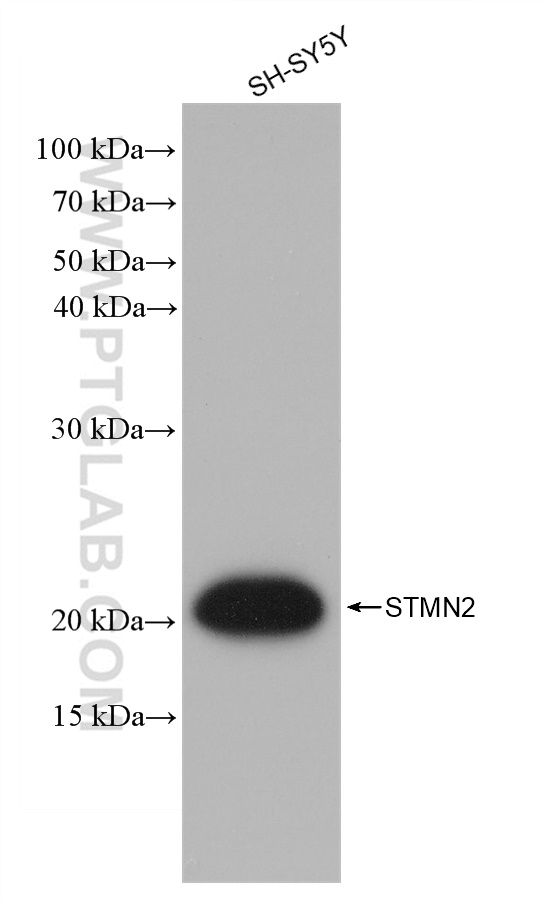 WB analysis of SH-SY5Y using 82925-2-RR