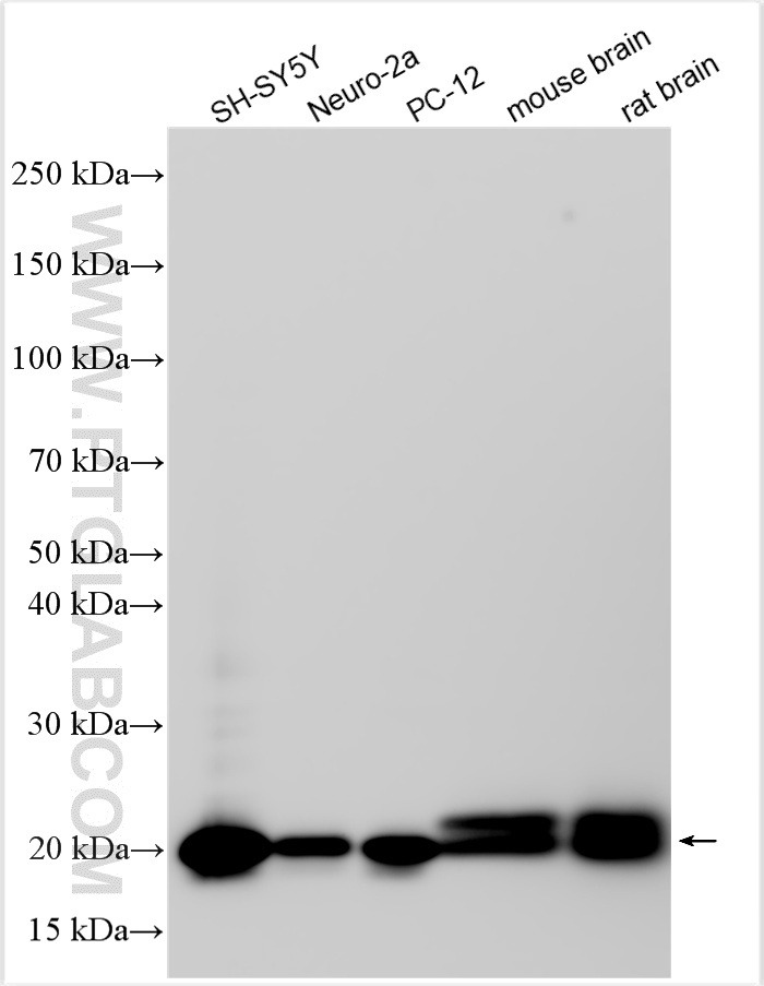 WB analysis using RMX00021