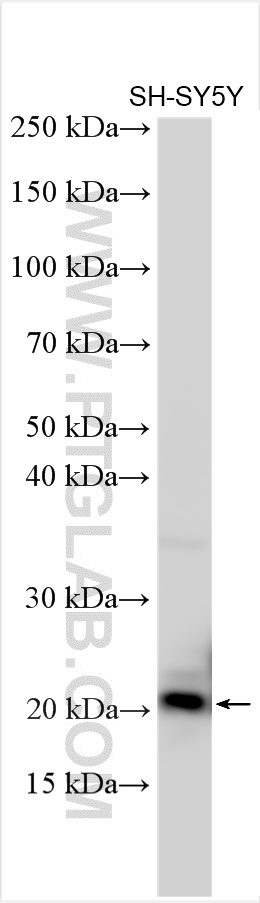 WB analysis using 11311-1-AP