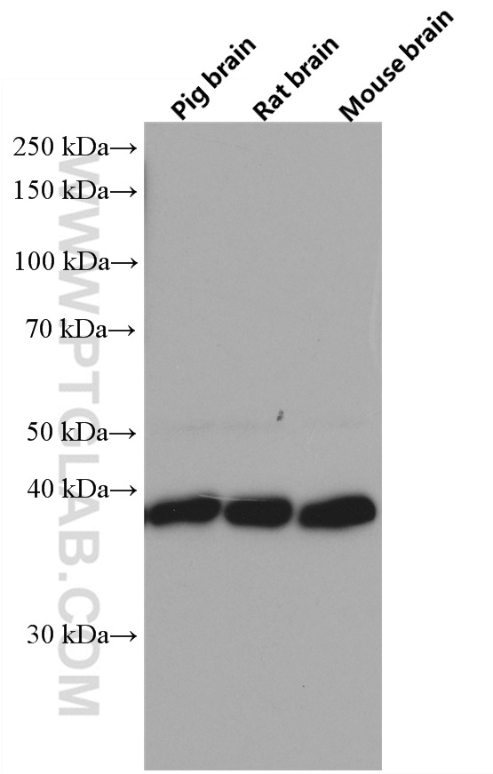 WB analysis of pig brain using 60052-1-Ig (same clone as 60052-1-PBS)