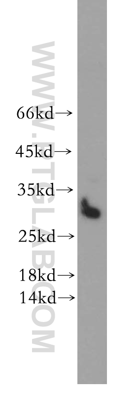 STOML3 Polyclonal antibody