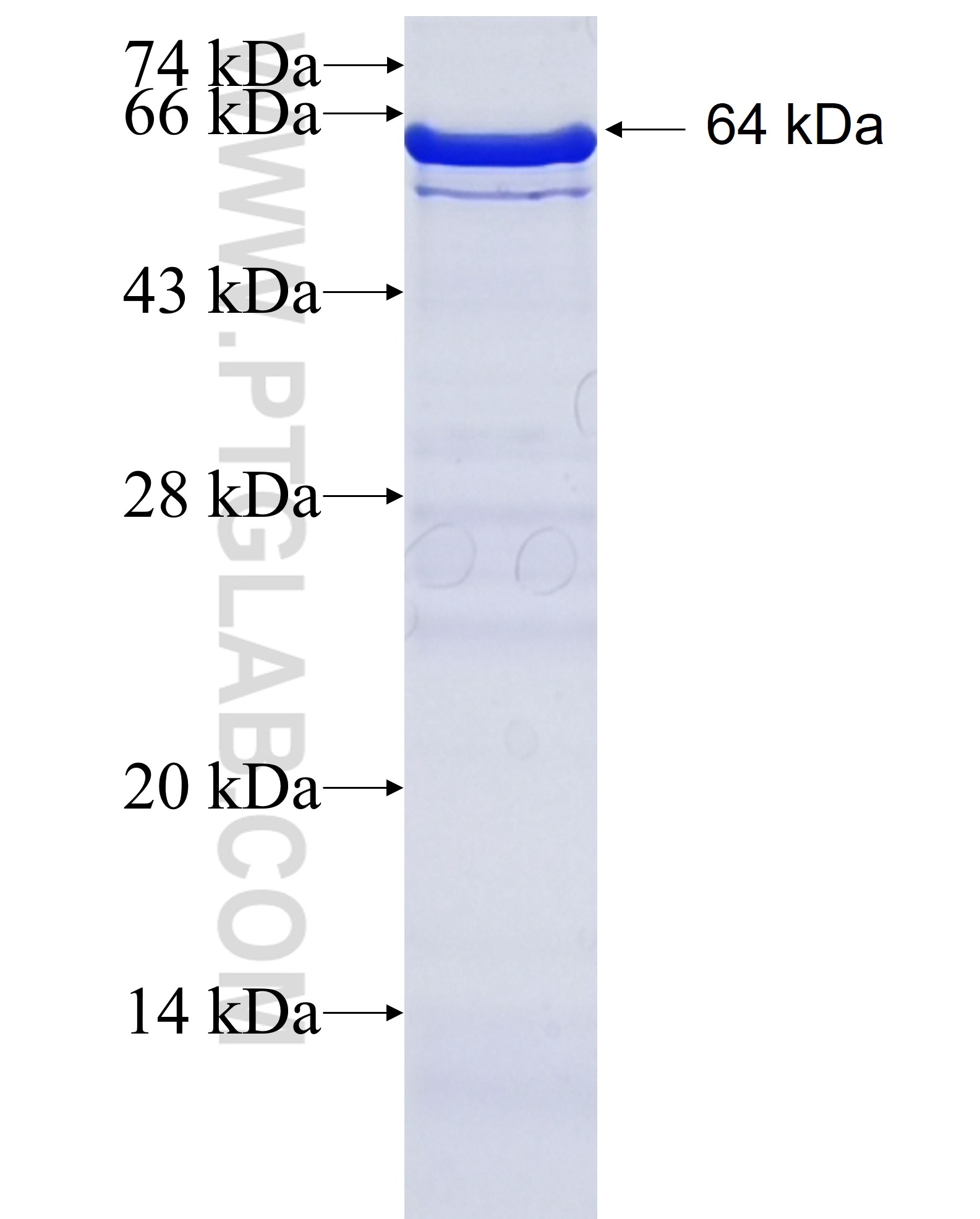 STOX1 fusion protein Ag6451 SDS-PAGE