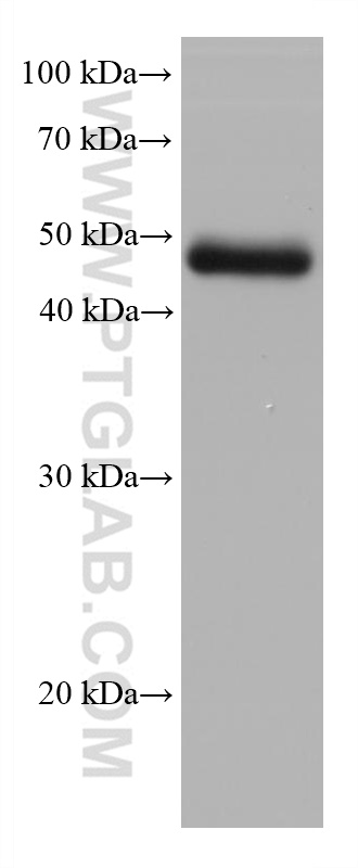 WB analysis of human testis using 68071-1-Ig