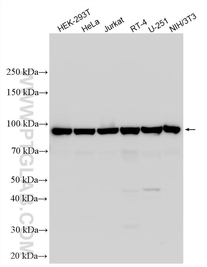 WB analysis using 34199-1-AP